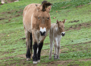Nace caballo de Przewalski en San Diego Zoo