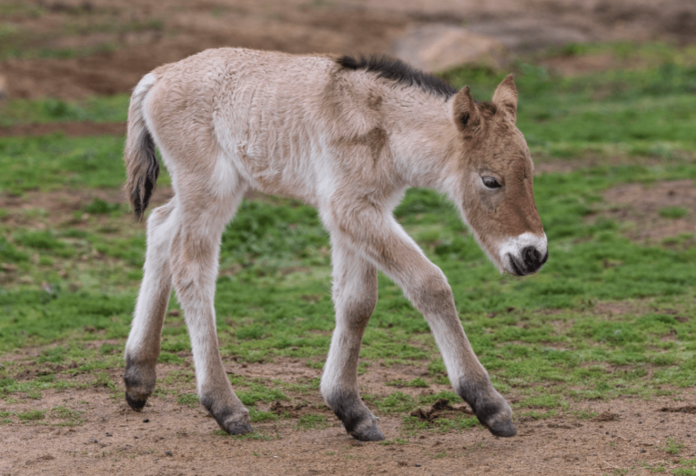 Nace caballo de Przewalski en San Diego Zoo, especie en peligro de extinción Nace caballo de Przewalski en San Diego Zoo, especie en peligro de extinción