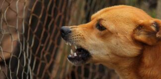 Emiten alerta sobre rabia humana en México. Perro con rabia