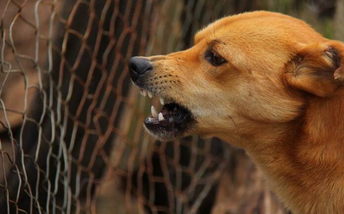 Perro con rabia