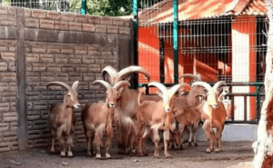 Cabras pigmeas