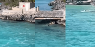 VIDEO: Perro ahuyenta a tiburón frente a turistas en Bahamas. Perro ahuyenta a tiburón frente a turistas en Bahamas