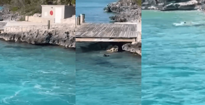 Perro ahuyenta a tiburón frente a turistas en Bahamas