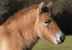 Caballo de Przewalski