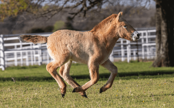 Nace segundo potro de caballo por clonación