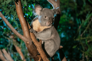 Koala en el San Diego Zoo
