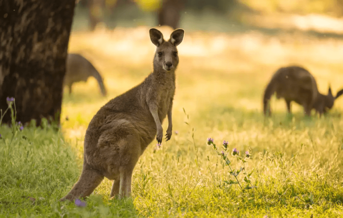 Millones de canguros podrían morir en Australia; evalúan sacrificarlos