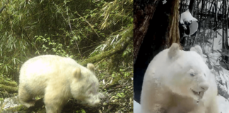 Lograron filmar al único panda albino que existe en el mundo. Panda albino