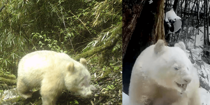 Panda albino Panda albino