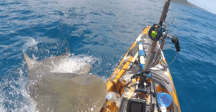 Pescador capta ataque de tiburón tigre a su kayak Pescador capta ataque de tiburón tigre a su kayak