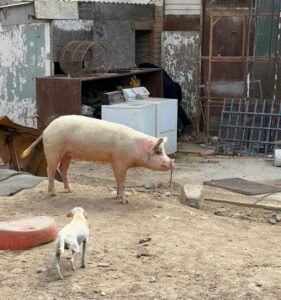 Animales en riesgo en la ciudad de Tijuana