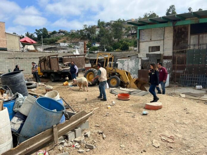 Ayuntamiento de Tijuana realizó operativo para resguardar a animales maltratados