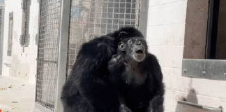 VIDEO: Chimpancé ve el cielo por primera vez tras 28 años en laboratorio. Chimpancé ve el cielo por primera vez tras 28 años en laboratorio