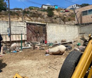 En estas condiciones tenían a varios animales en la ciudad de Tijuana