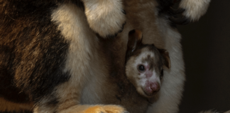 Nace canguro en peligro de extinción, en el zoológico de San Diego. Nace canguro en peligro de extinción, en el zoológico de San Diego