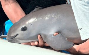Biden amenaza sanciones a México por la vaquita marina