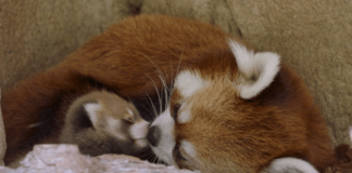 Nació un Panda Rojo en peligro de extinción en el San Diego Zoo. Nace en el San Diego Zoo Panda Rojo en peligro de extinción