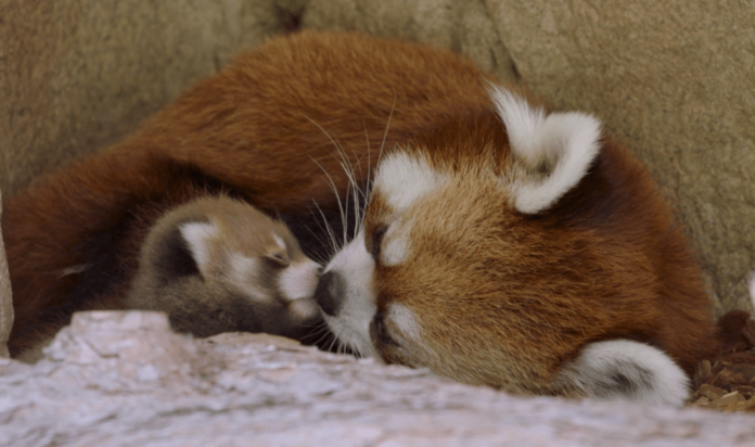 Nace en el San Diego Zoo Panda Rojo en peligro de extinción