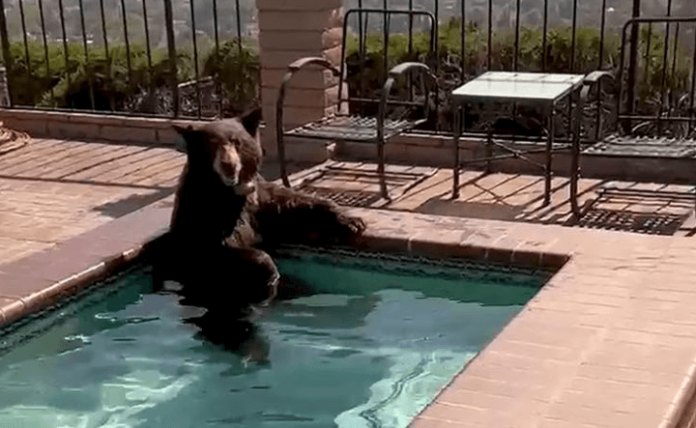 Oso fue encontrado relajándose en alberca en California Oso fue encontrado relajándose en alberca en California