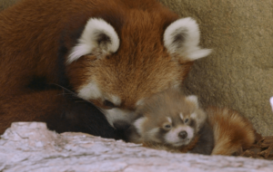 Panda Rojo en peligro de extinción