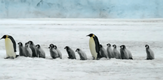 Crías de pingüino mueren por bajo nivel de hielo en la Antártida. Crías de pingüino mueren por bajo nivel de hielo en la Antártida
