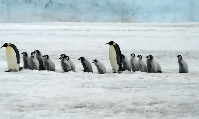 Crías de pingüino mueren por bajo nivel de hielo en la Antártida