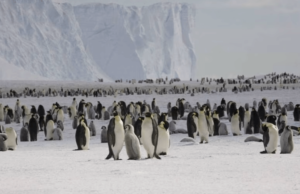 Pingüinos mueren por bajo nivel de hielo en la Antártida