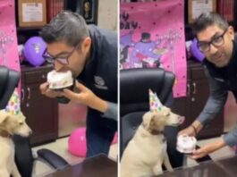 Alcalde de Ensenada confunde pastel para perros y le da tremenda mordida
