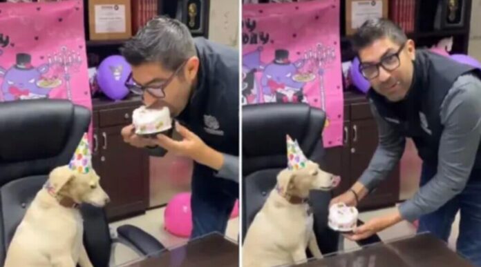 Alcalde de Ensenada confunde pastel para perros y le da tremenda mordida