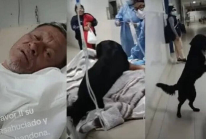 Hombre desahuciado pide que adopten a su perrito Hombre desahuciado pide que adopten a su perrito