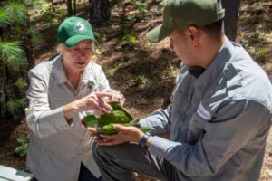 Buscan salvar loros de pico grueso