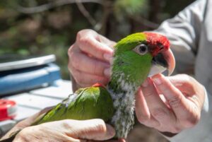 Buscan salvar loros de pico grueso en San Diego