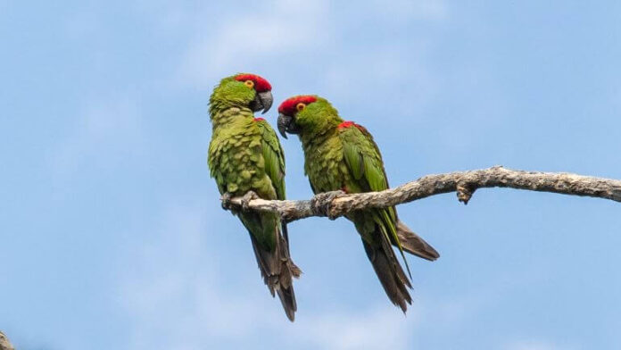 Buscan salvar loros de pico grueso en peligro de extinción