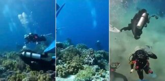 VIDEO: Buzos captan sismo de más de 7 grados bajo el mar. Buzos captan un sismo de 7.1 bajo el mar