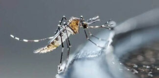 Detectan brote de dengue en municipio de Baja California. Detectan brote de Dengue en municipio de Baja California