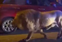 VIDEO: León se escapó de circo y paseaba por las calles en Italia. León se escapó de circo y se paseaba por las calles de Italia