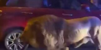 VIDEO: León se escapó de circo y paseaba por las calles en Italia. León se escapó de circo y se paseaba por las calles de Italia