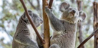 San Diego Zoo ayudará a la conservación de los koala en el mundo. San Diego Zoo busca la conservación de los koala