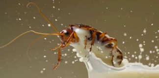 FAO aprueba consumo de leche de cucaracha. FAO aprueba consumo de leche de cucaracha
