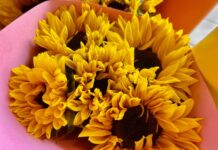 VIDEO ¿Por qué se regalan flores amarillas el 21 de Marzo? Flores amarillas