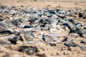 Medusas Velero en Playas de Rosarito