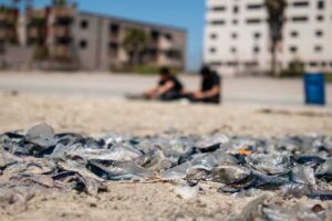 Medusas en Playas de Rosarito