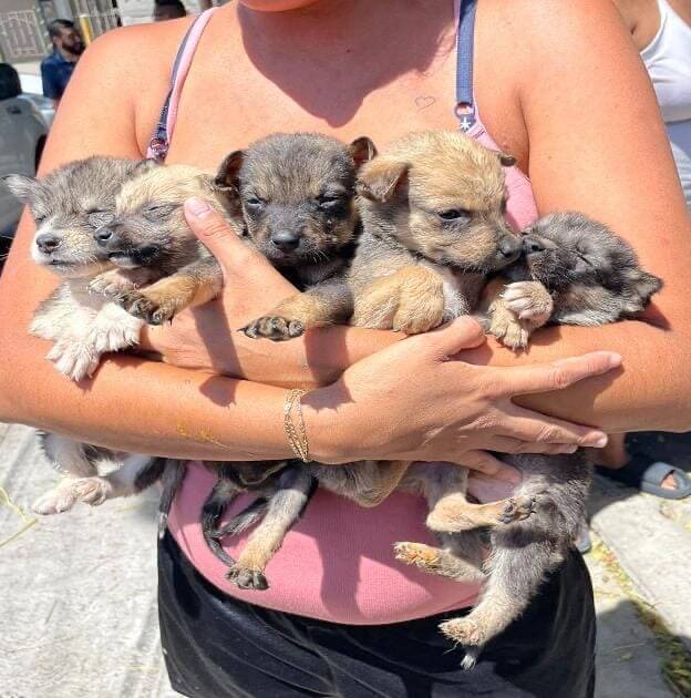 Rescatan a once perritos en Tijuana por maltrato animal Rescatan a once perritos en Tijuana por maltrato animal