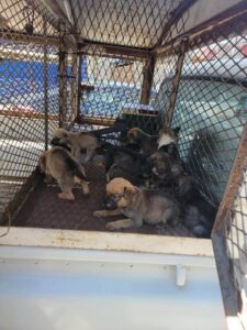 Rescatan a perritos en Tijuana por maltrato animal.