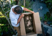 «El Hombre Abeja» lleva más de tres décadas rescatando enjambres en Tijuana.