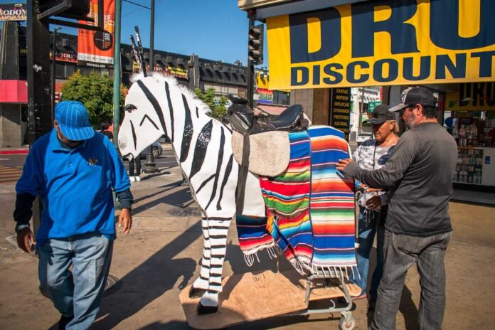 Presentan prototipo de madera para sustituir a los burros cebra en la Revu