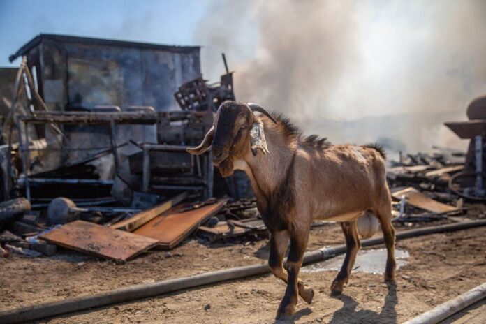 Animales afectados por incendio Animales afectados por incendio