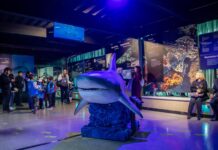 Exclusiva exposición internacional sobre tiburones llegó al Trompo de Tijuana.