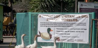 Detectaron gripe aviar en aves del Parque Morelos de Tijuana.
