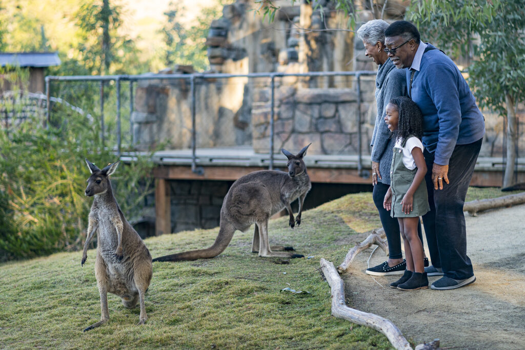 高齢者はサンディエゴのサファリ公園に入ります。